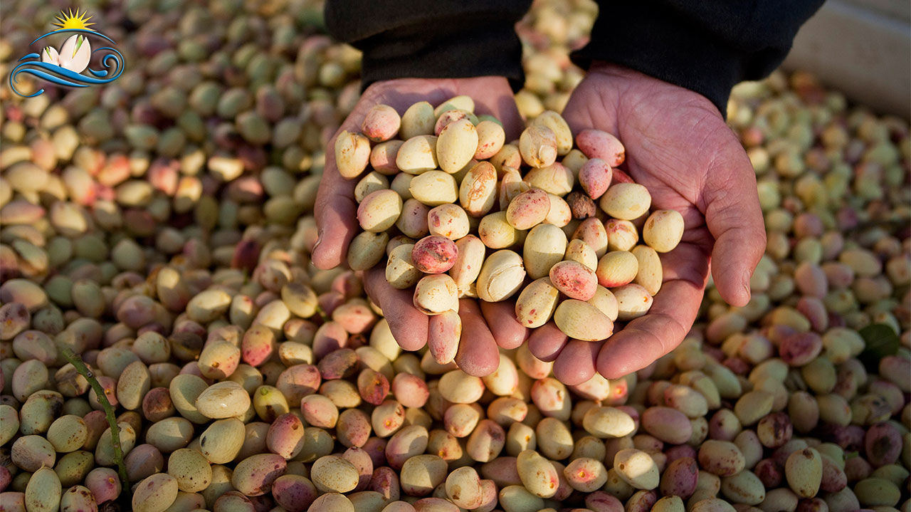 Iran exports over $426mn pistachios in H1: Official
