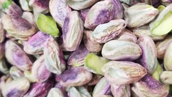 Oldest pistachio nut found down well